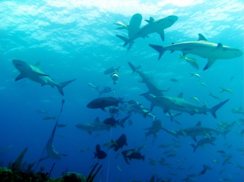 Recent rise of shark attacks demands greater precaution