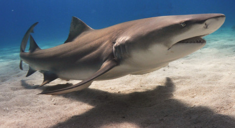 Sharks mislabeled as ‘ruthless killers’