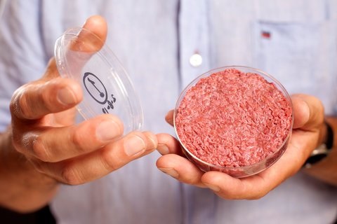 Scientists in the Netherlands have created hamburger made from the muscle cells of a cow which resembles real meat.