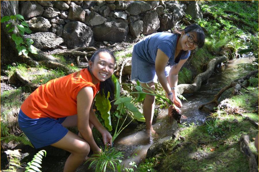  Leo club members, Jordan Higuchi and Jessica Manuel, help clean the lo’i at the University of Hawaii. Students weeded, fertilized and reinforced taro plants.