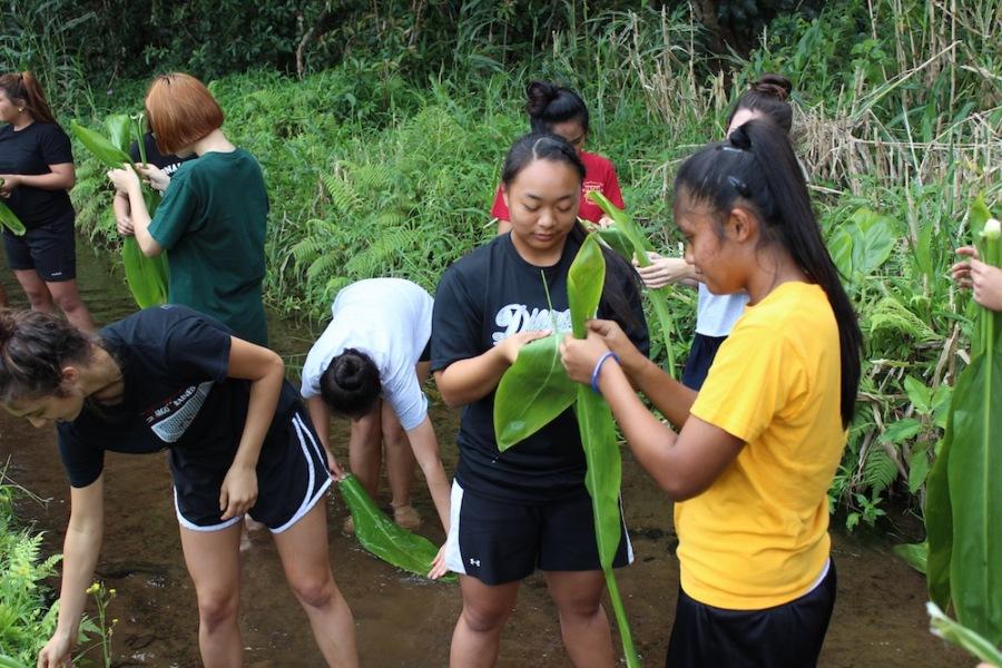 The Junior Class participated in a service project at the Punaluu loi, also learning about sustainability at the same time.