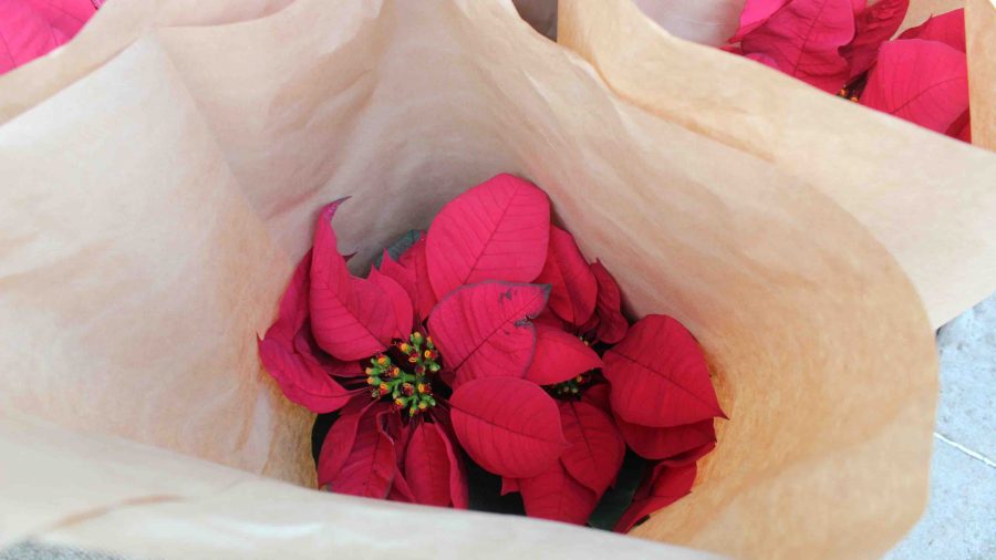 Poinsettias lined up in the front of the Sacred Hearts Academy campus to help expedite distribution.