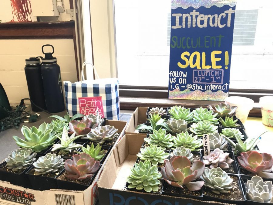 Succulents getting prepped for the upcoming sale. Photos by Noe Nekotani.
