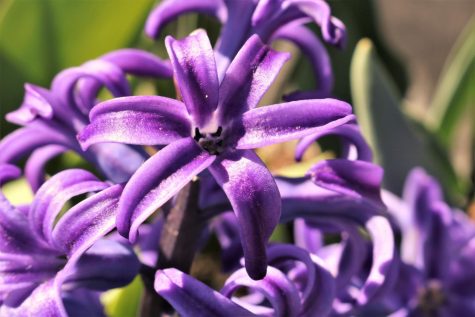 This is the purple hyacinth, representing sorrow and forgiveness. Photo courtesy of Public Domain Pictures.