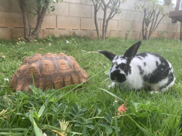 My tortoise and rabbit getting to know each other. Who would win the race? Photo by Gennellea Amasol.