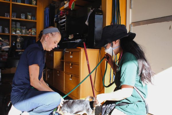 Hawaiian Humane Society adoptions representative Marleigh greets dog walker volunteer and her furry friend from their walk around the block. They’re exhausted after an hour of walking around. Photo by Gennellea Amasol.