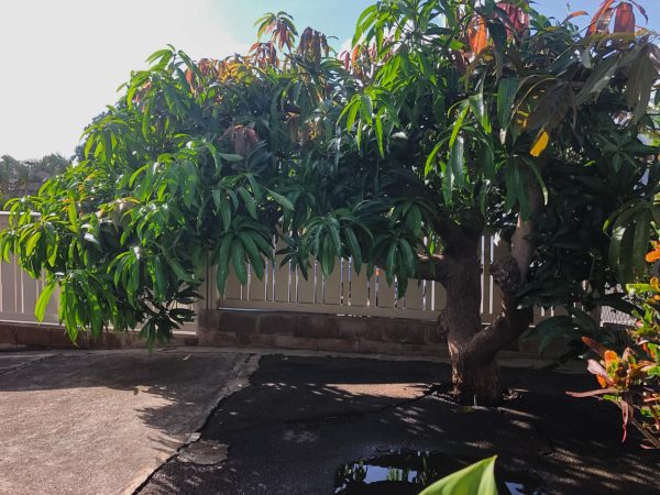 The flourishing Mango Tree